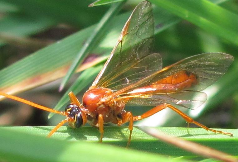Ichneumonidae da ID